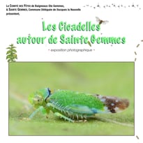 Les Cicadelles autour de Sainte Gemmes