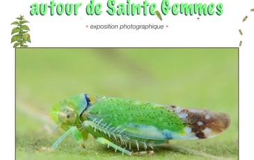 Les Cicadelles autour de Sainte Gemmes