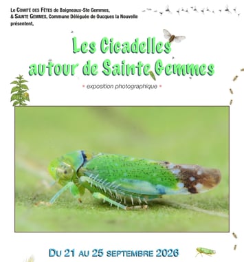 Les Cicadelles autour de Sainte Gemmes
