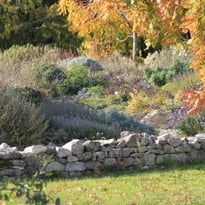 Visite libre d'un jardin sans arrosage
