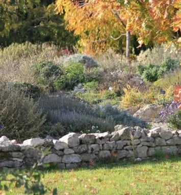 Visite libre d'un jardin sans arrosage
